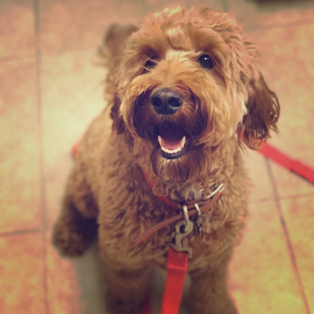 Meet your Posher, Piper!